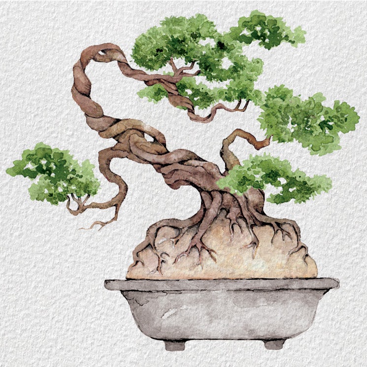  Иллюстрация дерева бонсай 