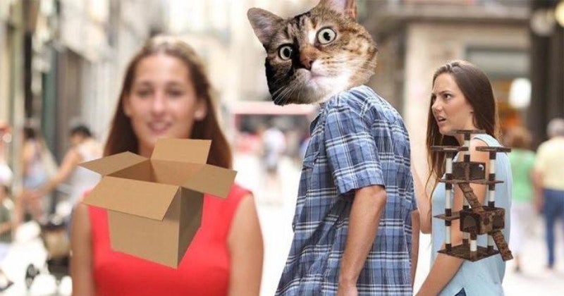  Отвлеченный мем о парне с котом, смотрящим на коробку 